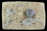 Crinoid Plate (Macrocrinus & Camptocrinus) With Gastropod #94378-1